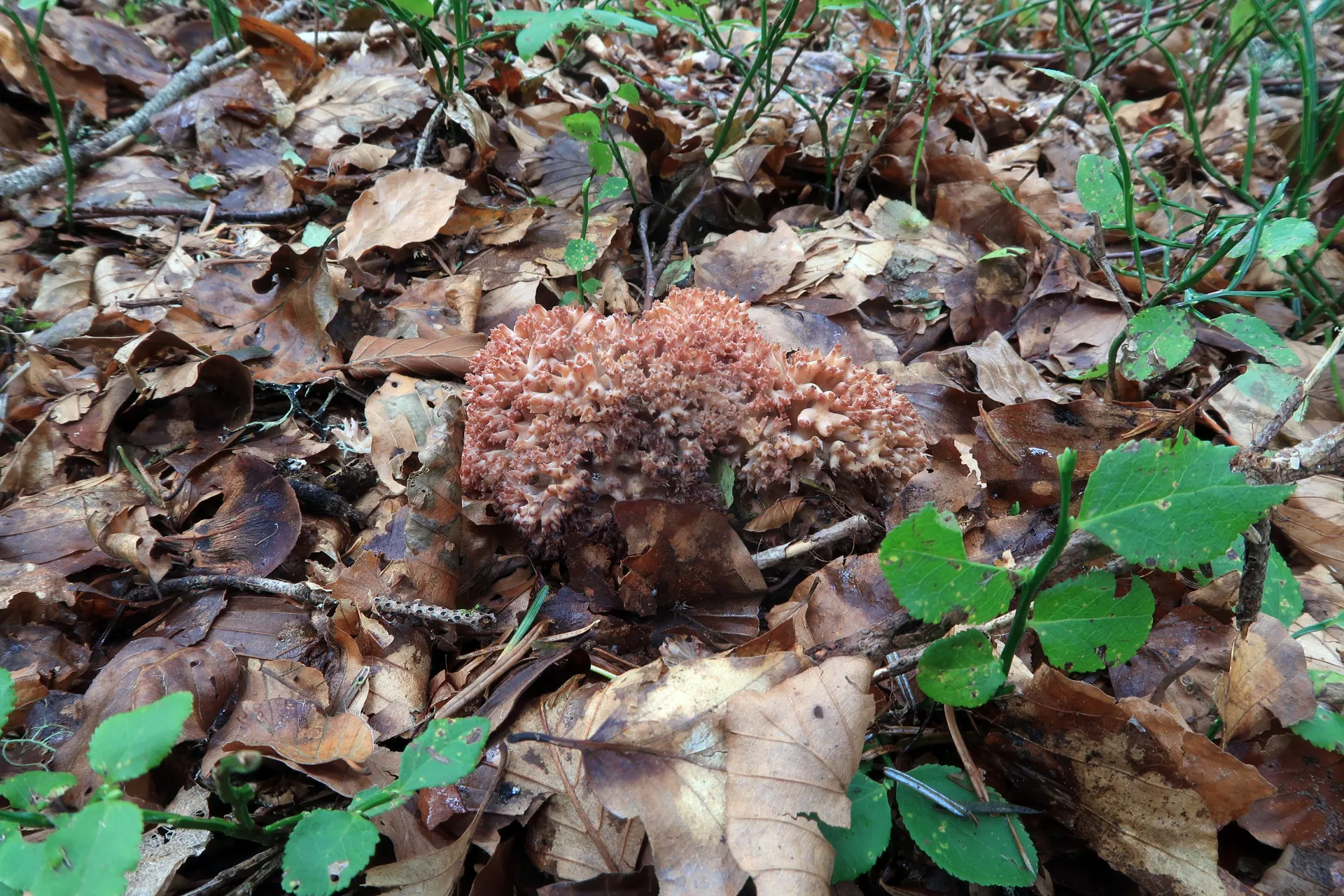 Ramaria botrytis - 1 - IMG_6347
